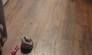 Puppy Learns to Remove Mom's Socks