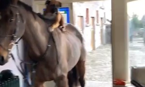 A Mysterious Horse Visits An Irish Household