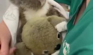 Wildlife hospital amazingly treats & rehabilitates wild animals 