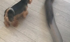 Yorkie and Ferrets Play Tag