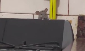 Rat Makes An Appearance