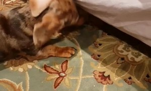 Frisky puppies have an awesome playtime together