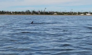 Kayaker Encounters Huge Manta Ray