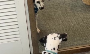 Dalmatian Puppy Discovers Mirror
