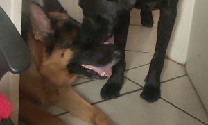 Lab Mix Loves Licking Shepherd's Head