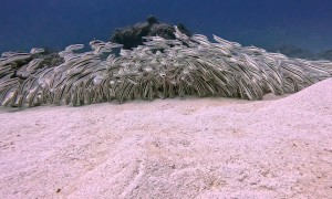 Scuba Diver Encounters School of Venomous Catfish