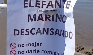 Seal Has A Spot On The Beach Reserved For Him