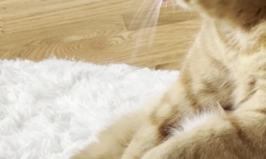 Ripley the Orange Cat Has a Derpy Moment