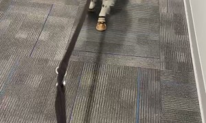 Dog Tries on New Boots and Forgets How to Move