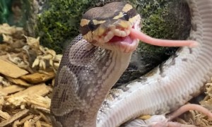Snake Looks Derpy While Eating Dinner