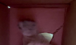 Box's POV As Cat Plays