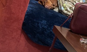 All Snug And Ready To Nap