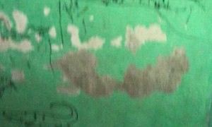 Crocodile Drawings Cover Room