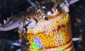 Bobbit Worm Up Close