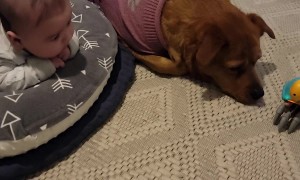 Dog Protects Baby From Walking Crab Toy
