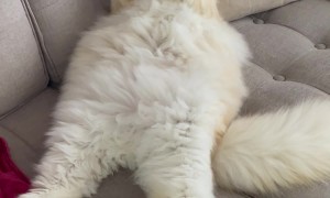 Chonky Cat Relaxes And Licks Tasty Paws