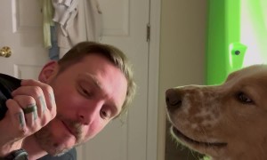 Rescue Dog Purrs While Getting Brushed