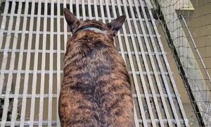 Good Boy Braves Suspension Bridge