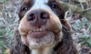 Smiling Cocker Spaniel