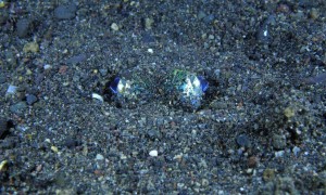 Squid Buries Himself