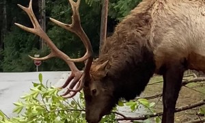 Elk Collects His Lunch