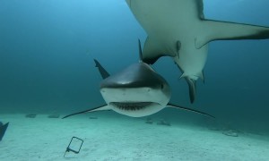 Scuba Divers Swim With Sharks in the Bahamas