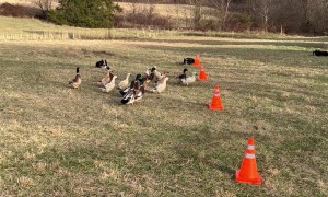Working Dogs Weave Ducks Through Cones