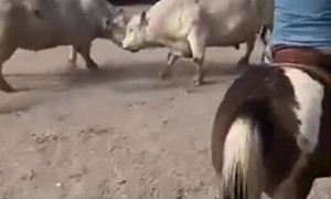 Dogs Work Battling Bull Cows