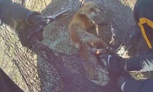Entangled fox freed from netting outside school