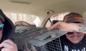 Releasing Squirrels Into The Car