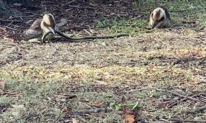 Kookaburras Try to Decide Who Gets the Snake
