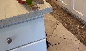 Parrot Pushes Coffee Mug Off Counter
