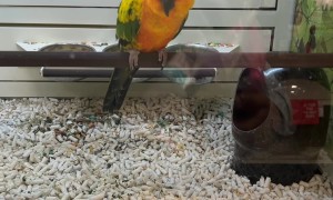 Woman Shocked at Parrot's Price Tag