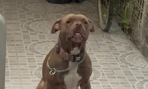 Pouting Pitbull Makes a Funny Face