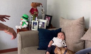 Little Dog Guards Baby