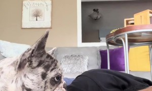 Creme the Frenchie Wants Dad to Stop Snoring