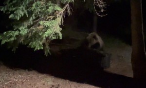 Grizzly Tries To Open The Trash