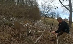 Deputies rescue deer entangled in rope fence
