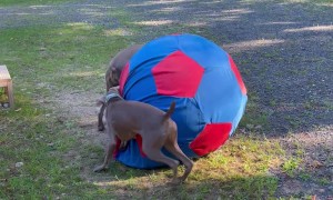 Weimaraners Playing With The Horses' Ball