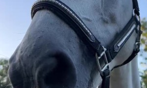 The Most Obedient Horse