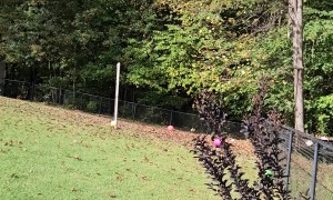 Boston Terrier Plays With Beach Ball
