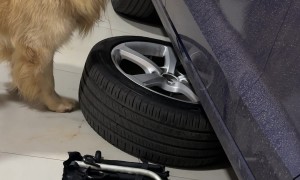 Dog Helps With Car Repairs