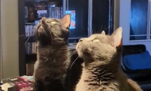 Cats Track Their Prey In Sync