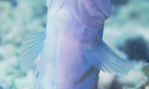 Gold-Specs Jawfish Comes Out of Hiding