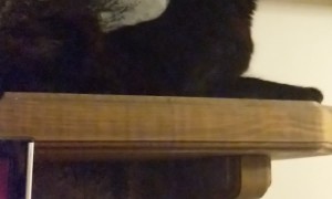 New Cat Teaches Old Cat a Shortcut