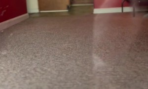 Girl Going to Answer Door Gets Caught in Dashing Dog Crossfire