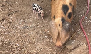 Spotted Sow Takes Piglets On Walk