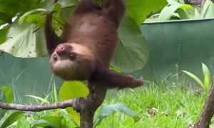 Baby Sloth Makes Adorable Noises