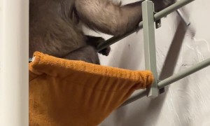 A Monkey Learns To Build