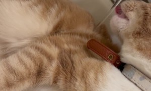 Cat Takes Sink Bath While Faucet Drinking